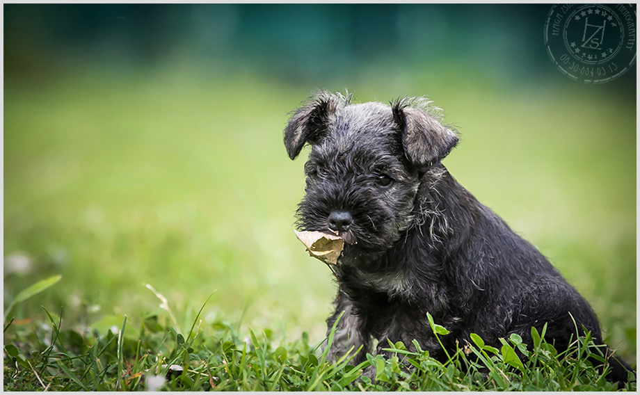 Schnauzer