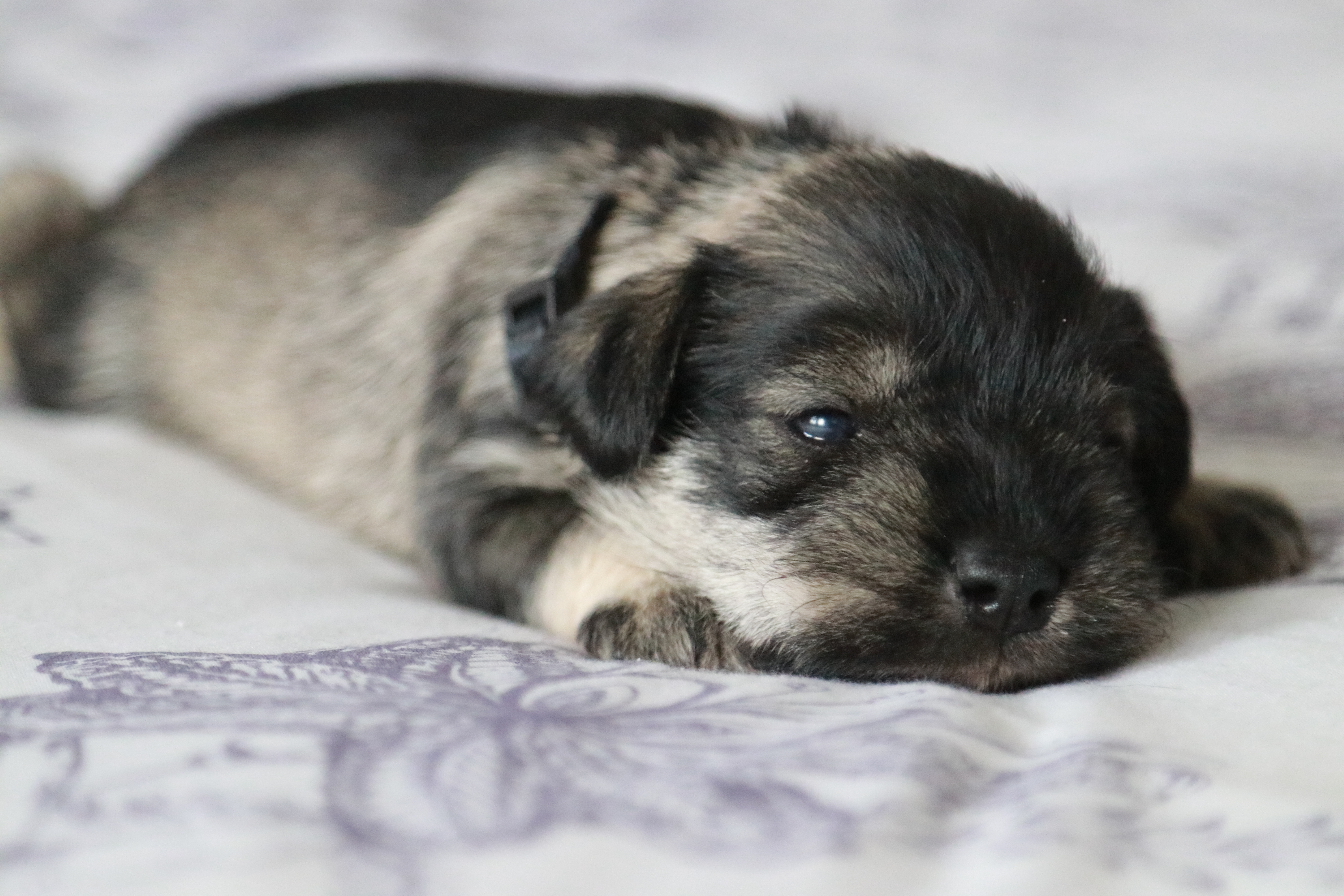 Törpe schnauzer kiskutya eladó snaci miniature schnauzer puppy 