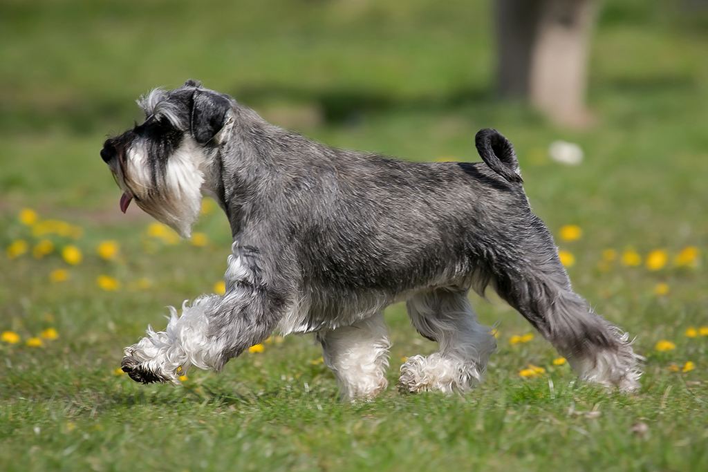 Schnauzer