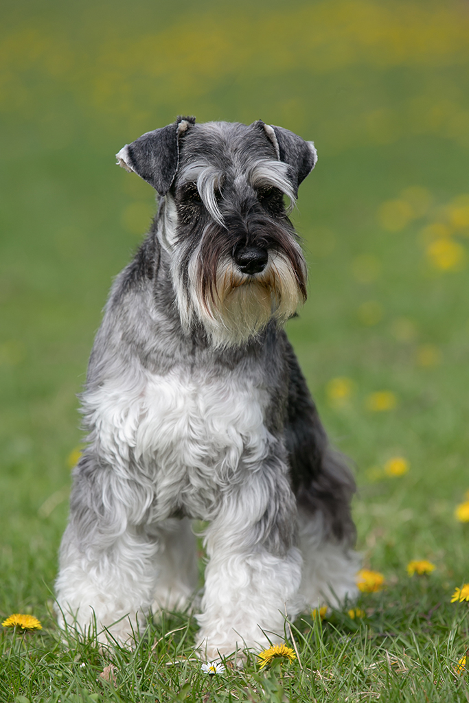 schnauzer