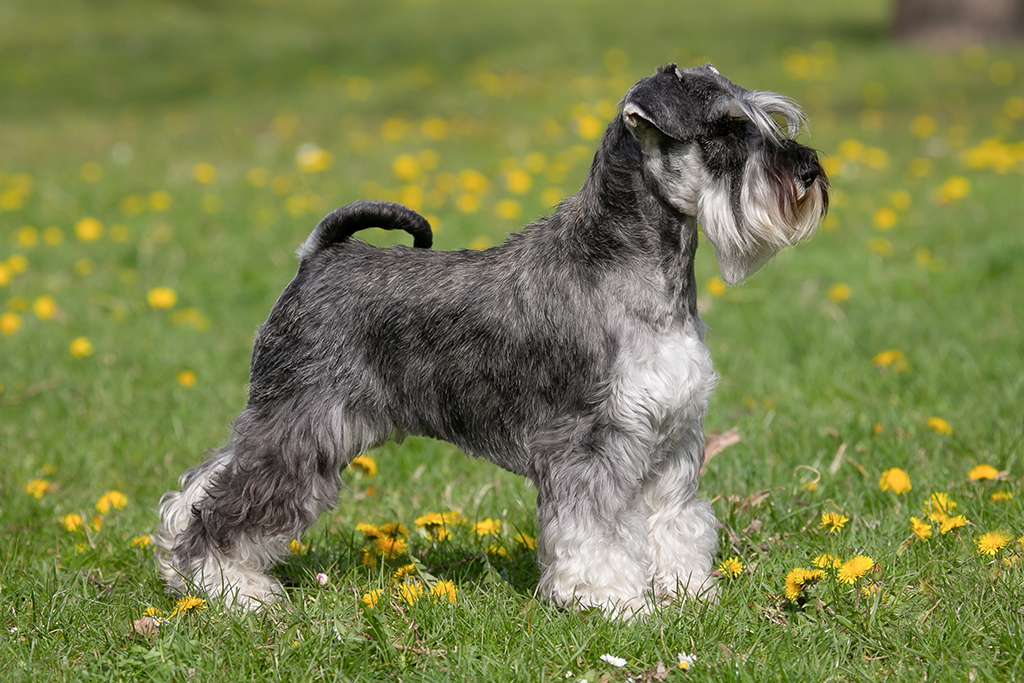Schnauzer