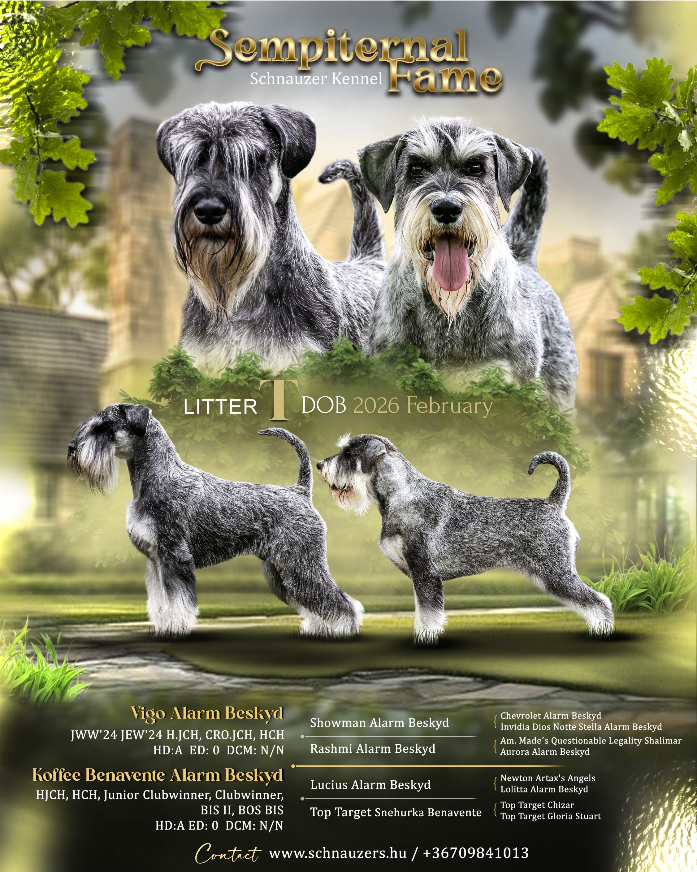 Közép schnauzer kiskutya eladó snaci