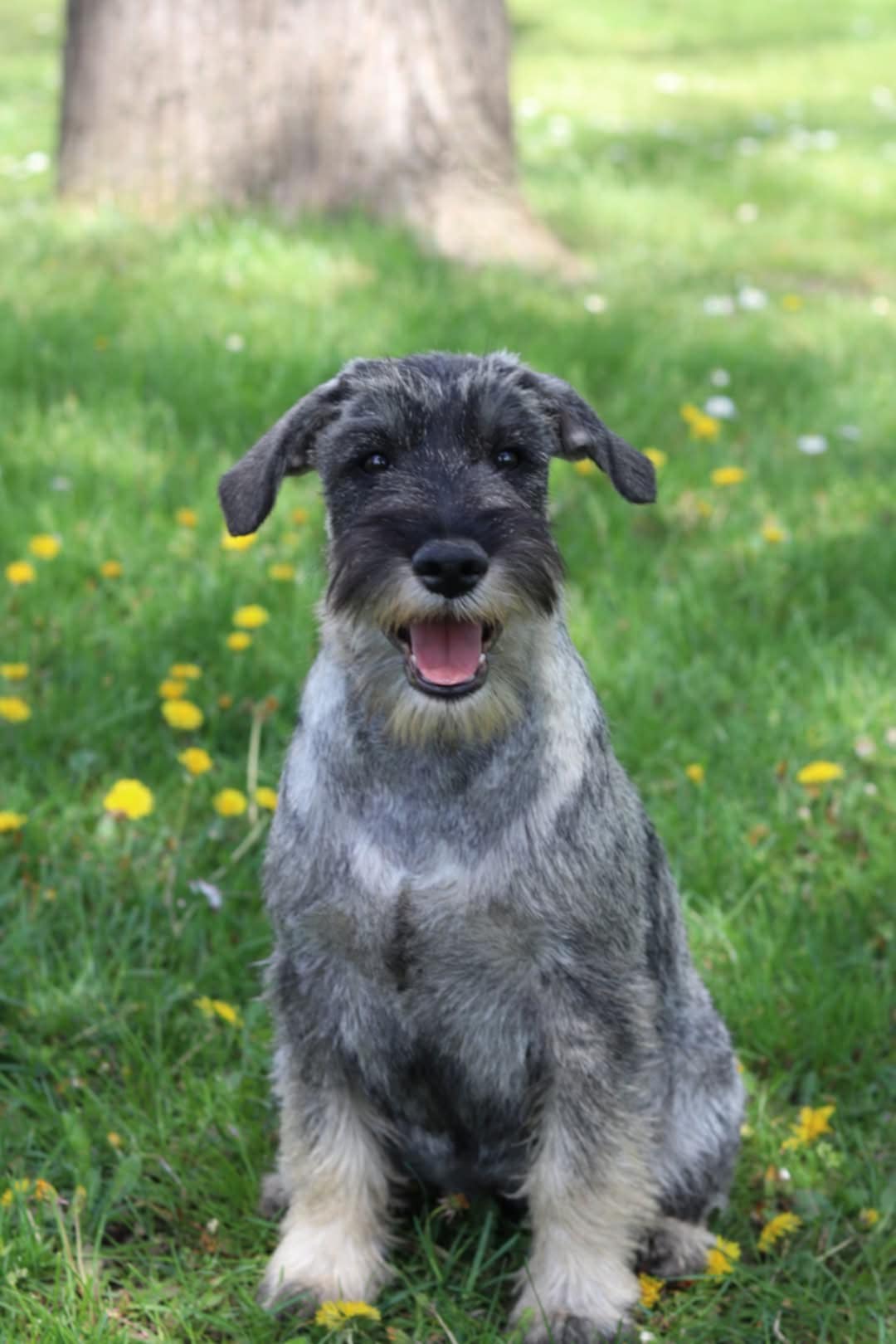 Közép schnauzer