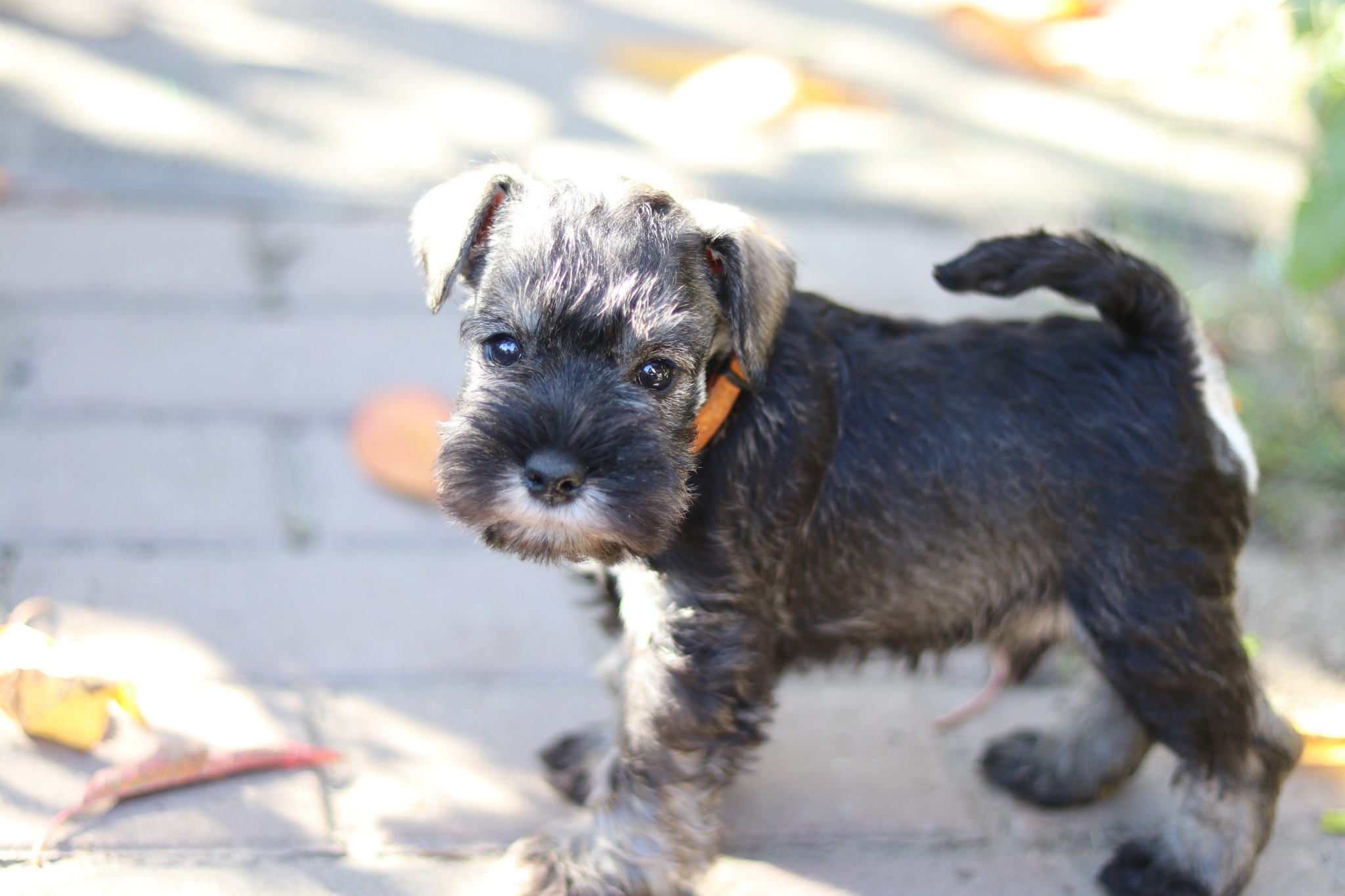 Törpe schnauzer kiskutya eladó snaci