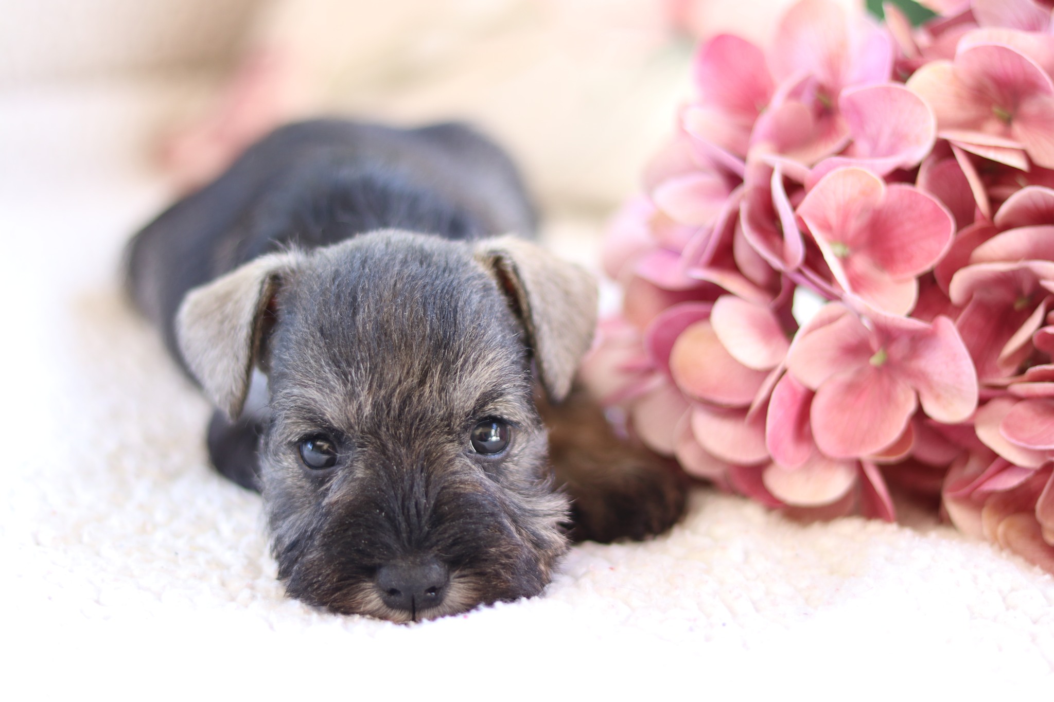 Törpe schnauzer kiskutya eladó snaci miniature schnazer pepper and salt
