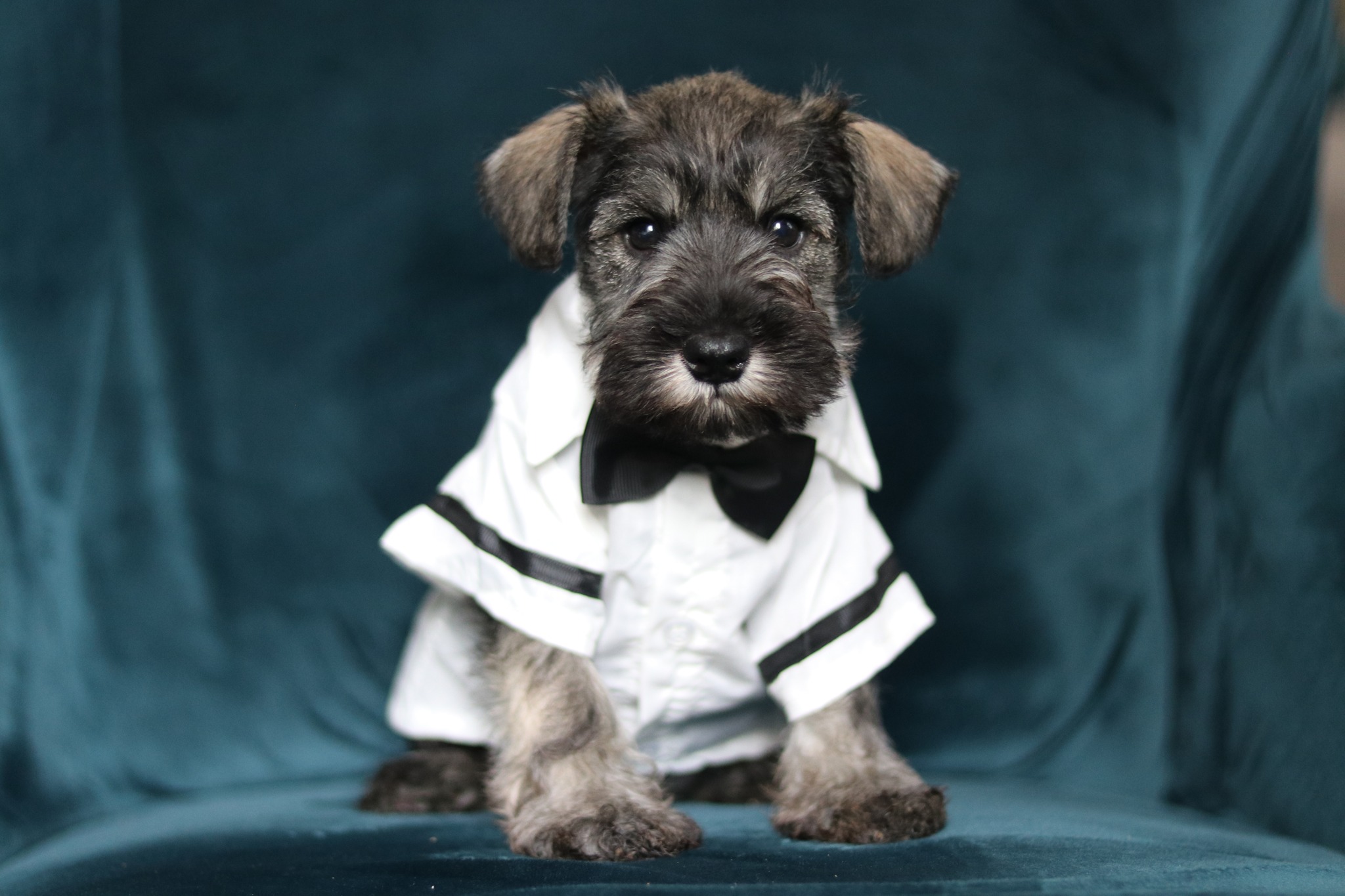 Miniature Schnauzer Puppy