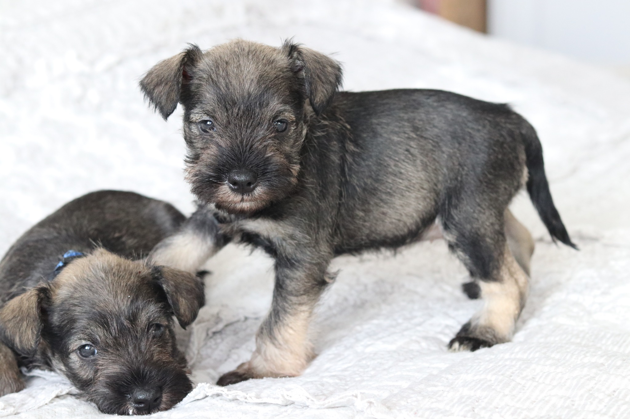 Miniature schnauzer puppy